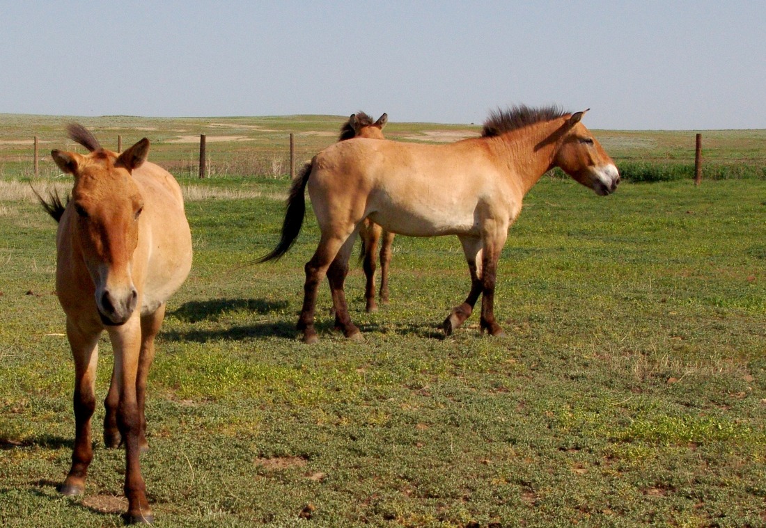 Газовики помогли вернуться лошадям Пржевальского в оренбургские степи