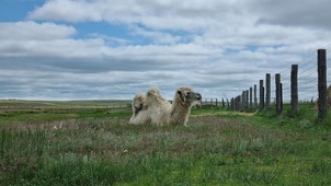 Верблюд — обитатель "Оренбургской Тарпании"