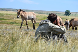 Наблюдение за лошадьми. Фото сотрудников ФГБУ «Заповедники Оренбуржья»