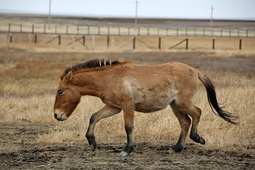 Лошадь Пржевальского в степи Оренбуржья