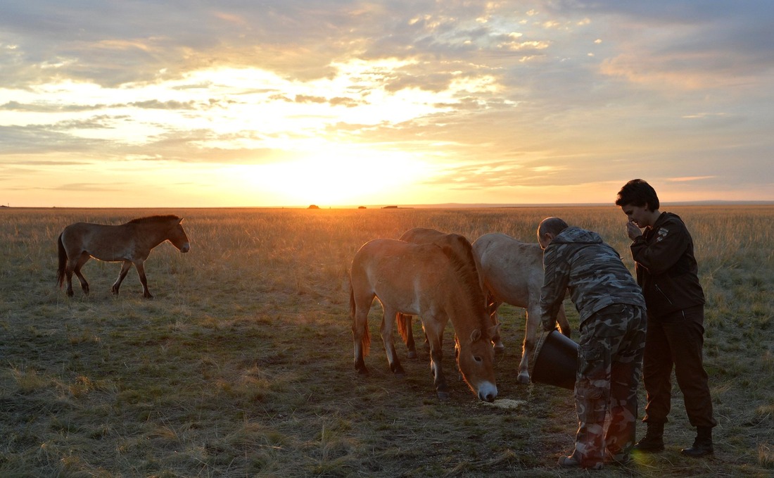 Президент Владимир Путин выпускает первую группу лошадей на основную территорию заповедника. 2016 год
