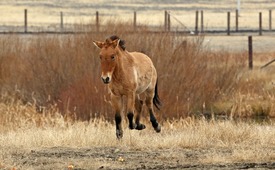 В Оренбуржье реализуется проект по возвращению диких лошадей в естественную среду обитания